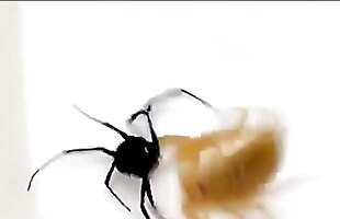Posted under naruto, yard, garden, spider